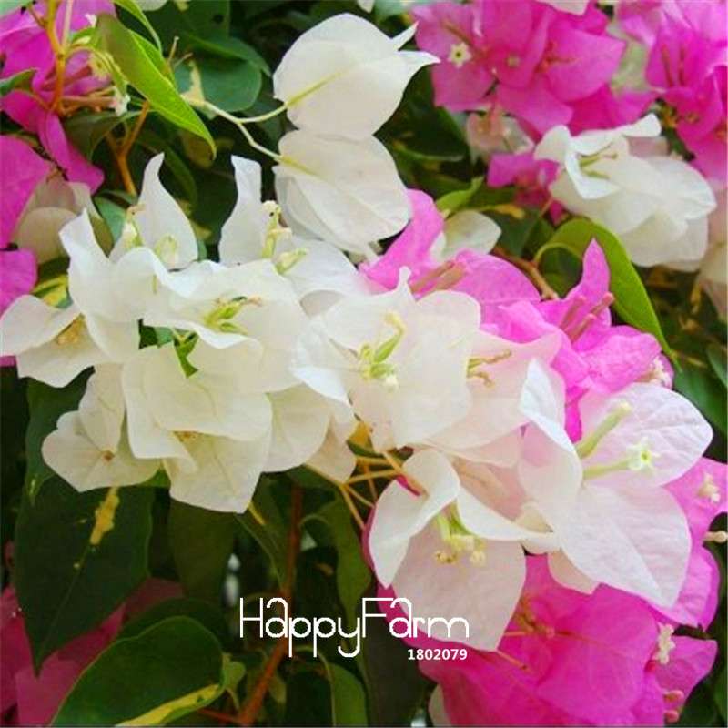 White Bougainvillea Spectabilis Seeds - Vibrant Flowering Plants for Garden & Bonsai