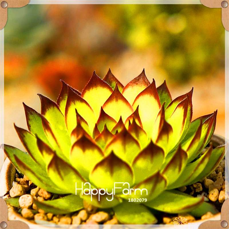 99 Varieties Lithops Seeds - Succulent & Bonsai Plants for Office, Home Garden - Easy to Grow