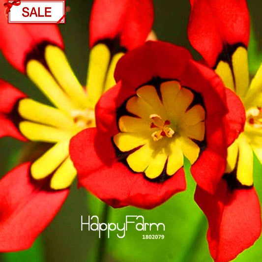Red Sparaxis Tricolor Rose Flower Seeds - for Balcony Potted Flowers | USA Garden
