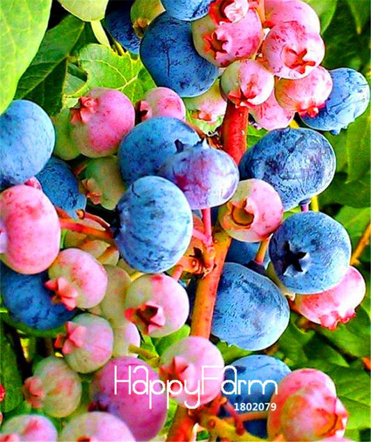 Blueberry Seeds for Planting - Colorful Pink & Blue Fruit, DIY Potted Bonsai Tree Kit - Non-GMO Home Garden