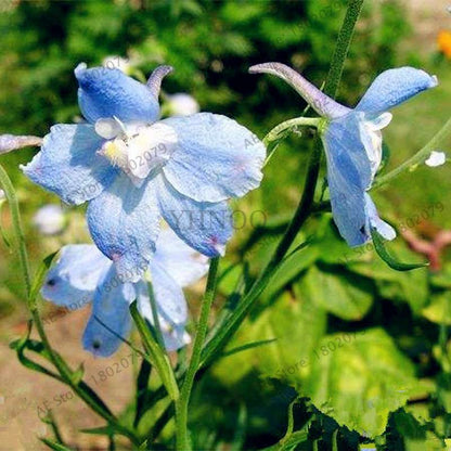Mixed Color Larkspur Seeds - Rocket Larkspur (Consolida Ajacis) for Home Garden Planting