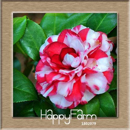 24-Color Camellia Seeds Kit - for Potted Plants, Bonsai & Garden Flowers | Fast-Growing & Vibrant Blooms