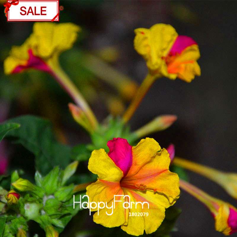 18 Varieties Jasmine Seeds - Fragrant & Ornamental Flowers for Garden Planting, Chinese Charm