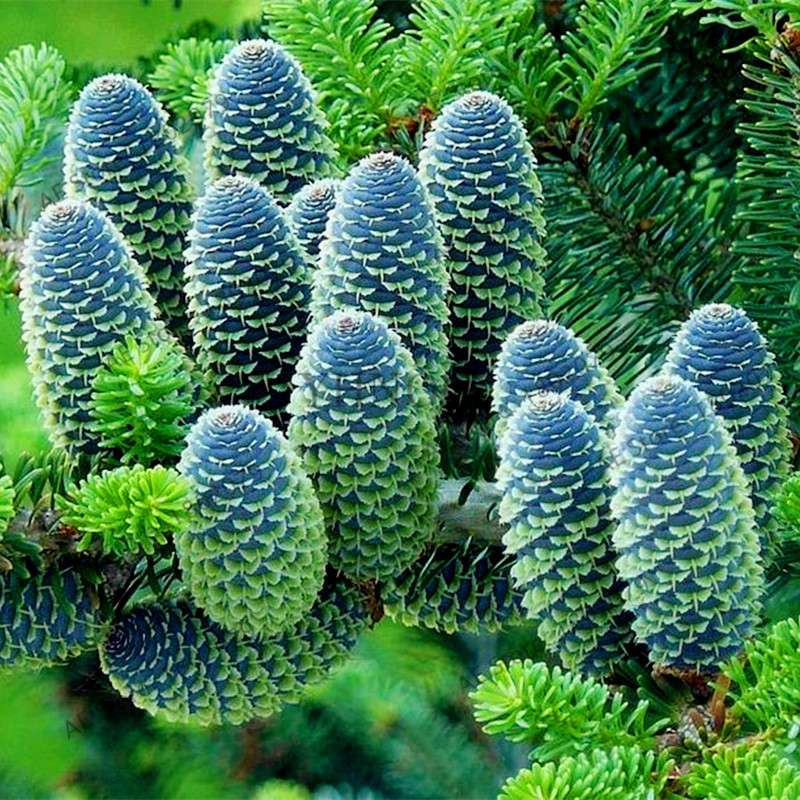 Korean Fir Seeds (Abies koreana) - Year-Round Bonsai Tree Planting, DIY Home Garden Decor & Landscaping