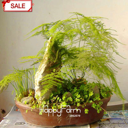 Asparagus Setaceus Seeds - Lucky Bamboo for Home, Pots & Indoor Plants