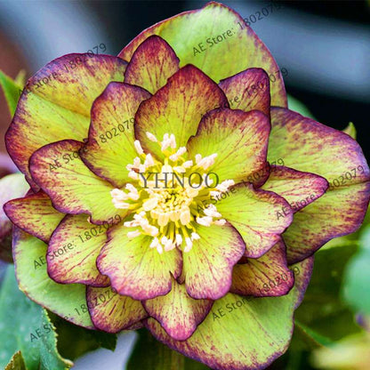Christmas Rose Seeds (Helleborus Niger) - for Home, Courtyard & Bonsai Planting | Novelty Plant Gift