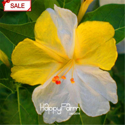 18 Varieties Jasmine Seeds - Fragrant & Ornamental Flowers for Garden Planting, Chinese Charm