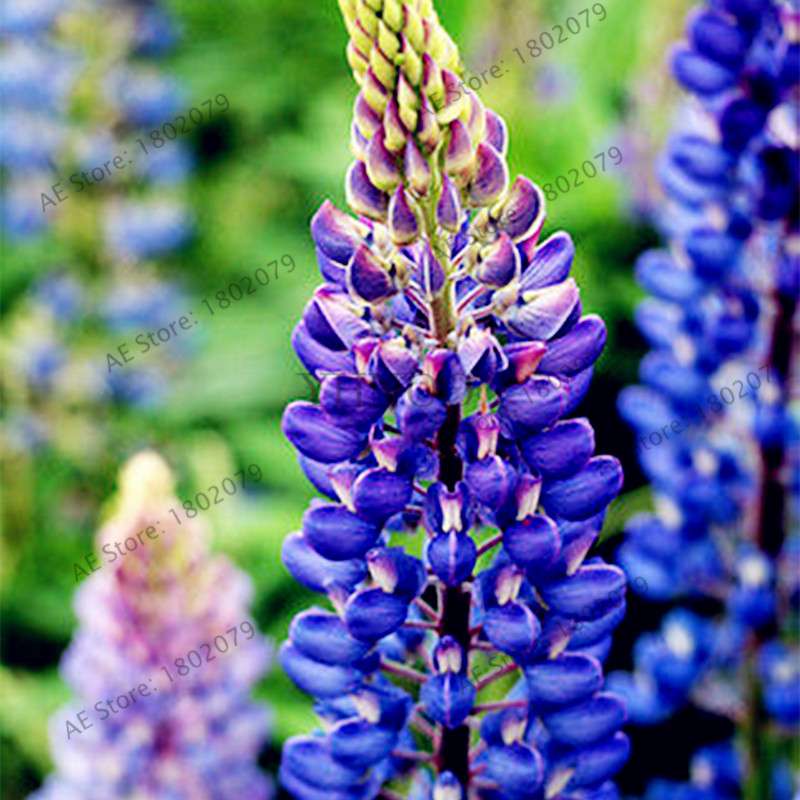 Rainbow Lupine Seeds - Colorful, Easy to Grow Flower Seeds for Garden | Fast Shipping