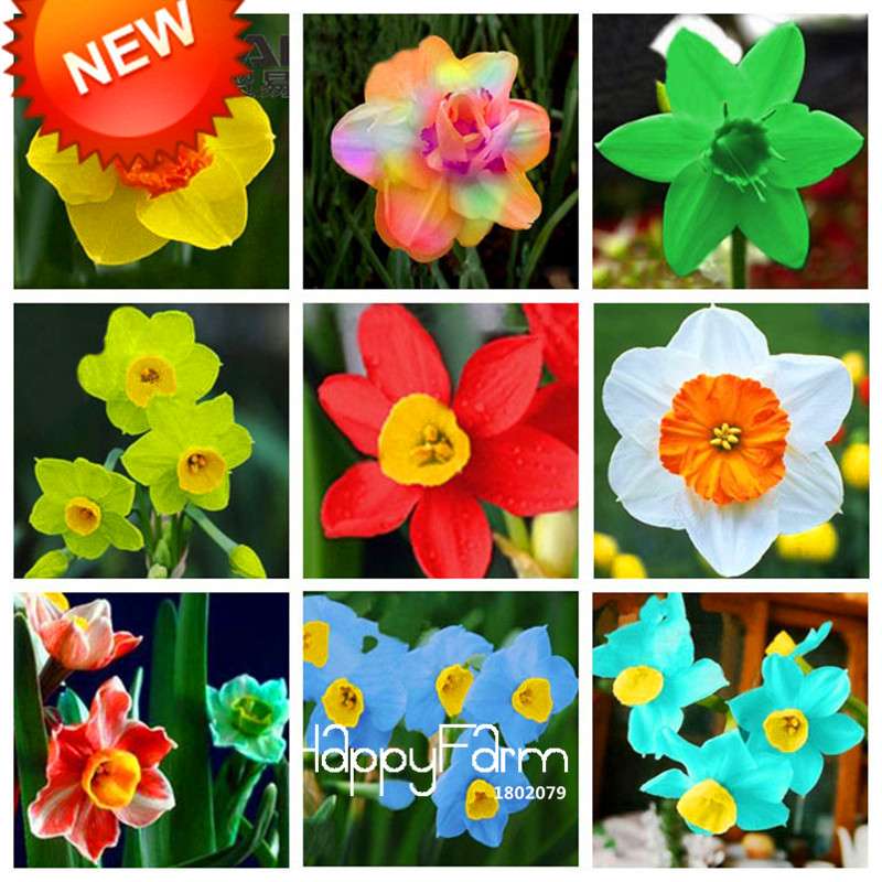 Daffodil Seeds (Narcissus Tazetta) - Indoor Flowering Bulbs for Home & Office, Easy to Grow