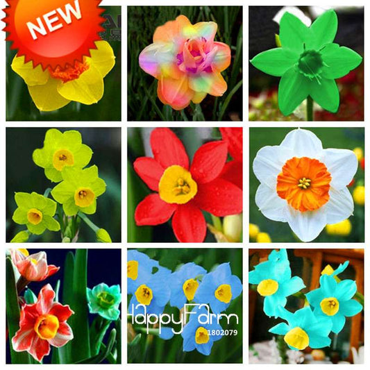 Daffodil Seeds (Narcissus Tazetta) - Indoor Flowering Bulbs for Home & Office, Easy to Grow
