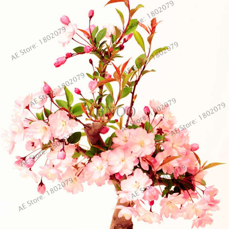 Japanese Sakura Seeds - Grow Beautiful Cherry Blossom Bonsai Trees for Garden & Pots | Fast Blooming