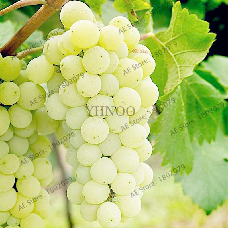 Kyoho Grape Seeds - Sweet Natural Fruit Seeds for Home Garden Planting, Fresh & Juicy