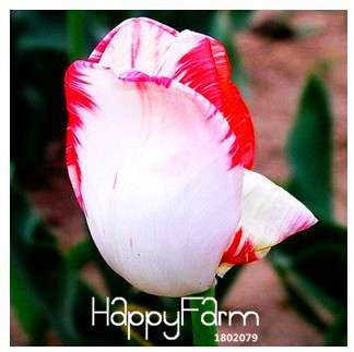 Fresh Tulip Seeds for Planting - Indoor Potted Flowering Plants, Perfect for Home & Garden