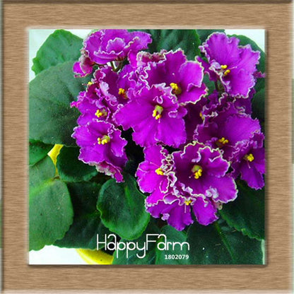 Colorful Violet Seeds for Garden - Perennial Matthiola Incana Flower Seeds