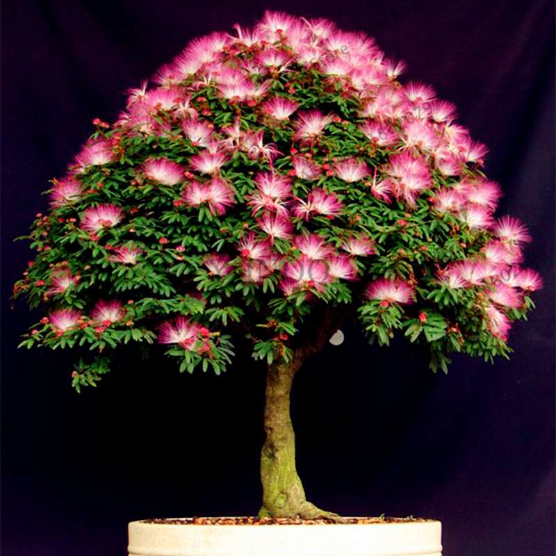 Albizia Flower Seeds (Mimosa Tree) - Bonsai & Ornamental Garden Tree for Home Planting