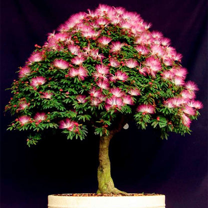 Albizia Flower Seeds (Mimosa Tree) - Bonsai & Ornamental Garden Tree for Home Planting