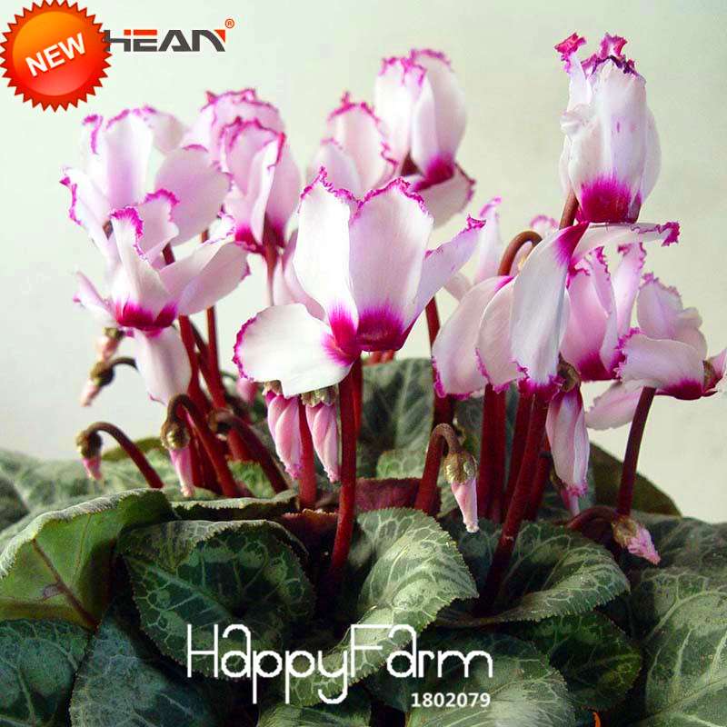 Buy Purple & White Cyclamen Flower Seeds - Perennial Blooming Plants for Your Garden
