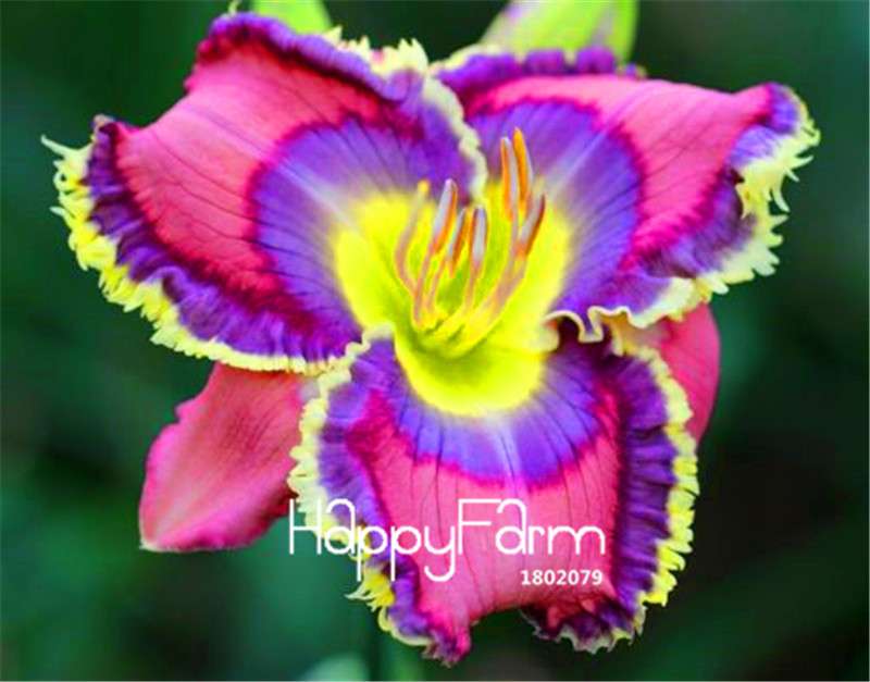Hybrid Daylily Seeds - Colorful Hemerocallis Lily for Home Garden & Bonsai | Fast-Growing Flower Seeds