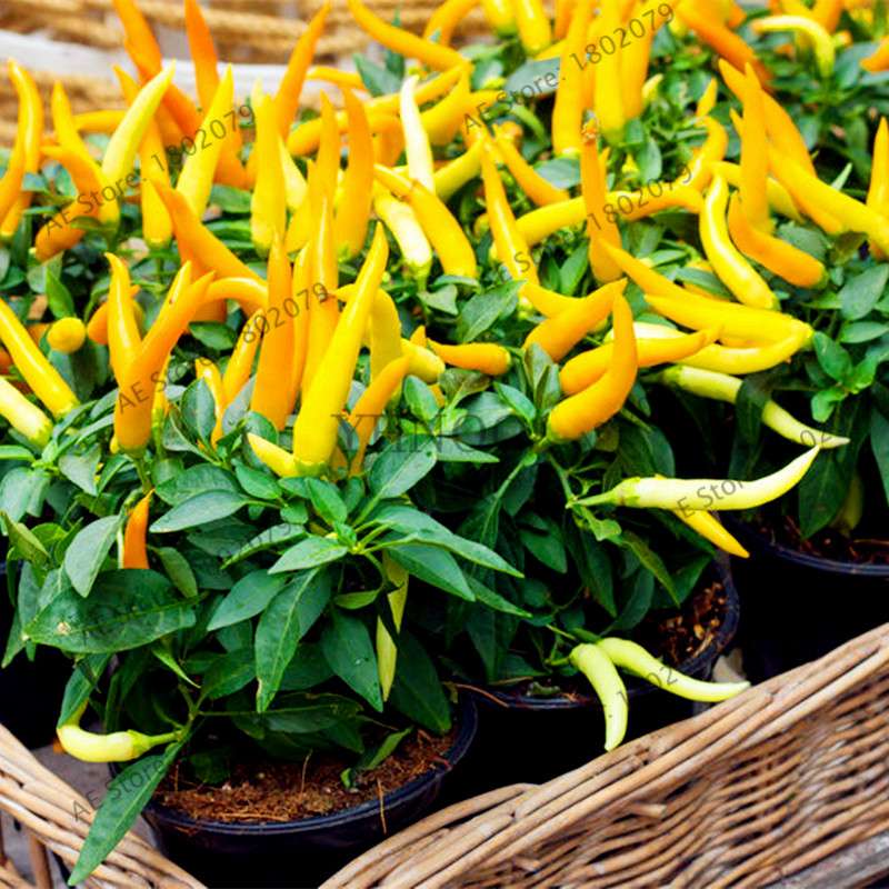 Spicy Chili Pepper Bonsai Seeds - Edible, Ornamental, Perennial Plant for Home & Garden