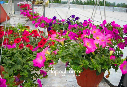 Fishing Petunia Seeds - Easy to Grow, Vibrant Hanging Flowers for Garden & Bonsai | Fast Shipping