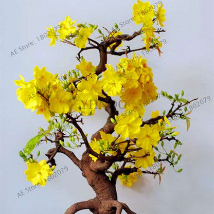Fragrant Yellow Jasmine Seeds - Perennial Arabian Bonsai Plant for Home & Garden