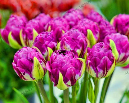 Rare Double Tulip Bulbs - Premium Imported Tulip Seeds for Home Garden Planting