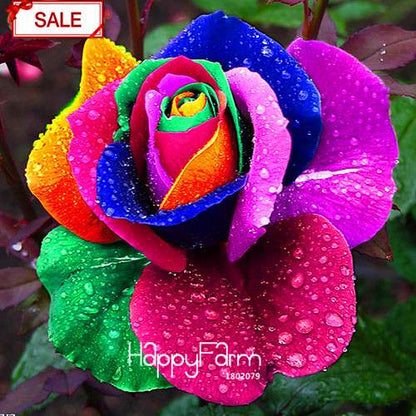 Rainbow Rose Seeds for Planting - DIY Colorful Garden Flowers, Grow Vibrant Roses at Home!