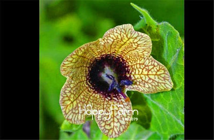 Hyoscyamus Seeds - Henbane Plant Seeds for Home Garden, Potted Bonsai & Flower Planting