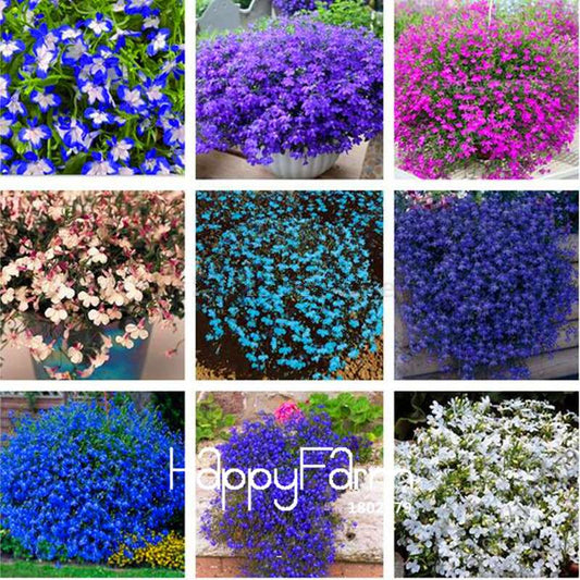 Lobelia Seeds - Bonsai Flower, Creeper & Ground Cover Plants for Garden Landscaping | Fast-Growing