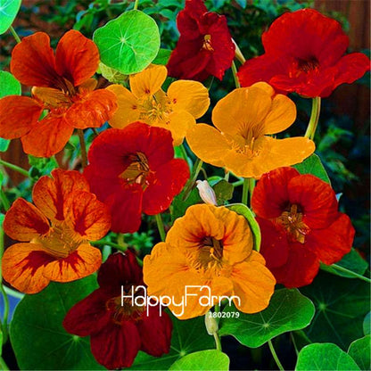 Fresh Tropaeolum Majus Nasturtium Seeds - Easy to Grow, Vibrant Flowers for Garden Planting (Fast Shipping)