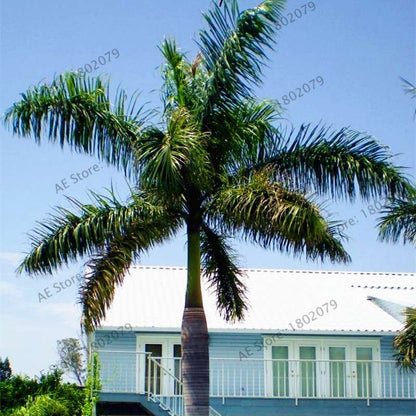 Cuban Royal Palm Seeds - Exotic Tropical Bonsai Tree for Home Garden & Balcony Planting