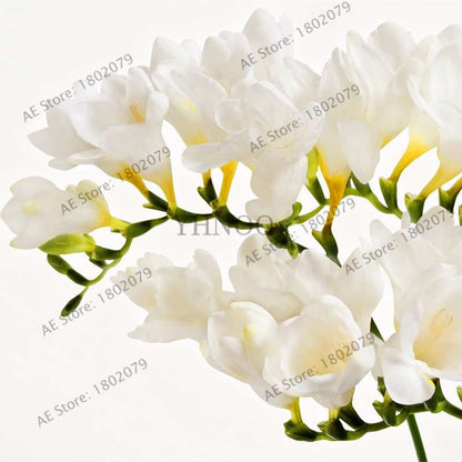Freesia Seeds - Colorful Fragrant Flowers for Home Garden Planting