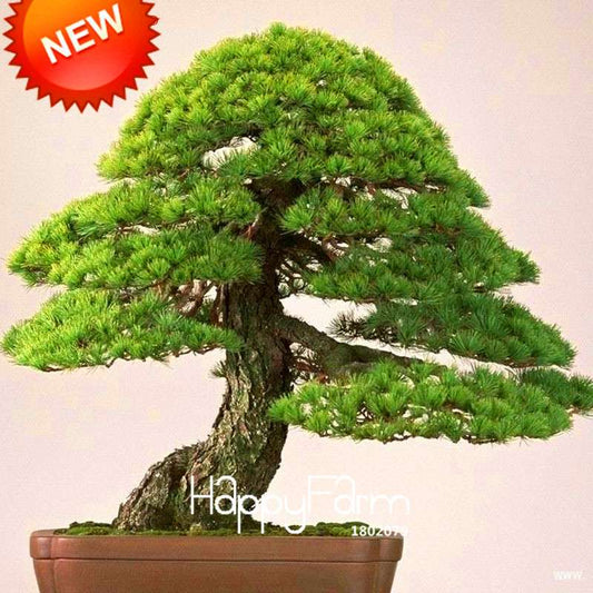 Osaka Bonsai Pine Tree Seeds - Japanese Ornamental Potted Plant for Home & Garden