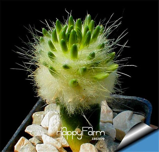 Echinopsis Tubiflora Cactus Seeds - Rare Succulent, for Planting