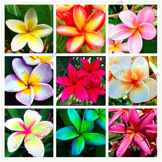 Mixed Color Frangipani Plumeria Seeds - Perennial Bonsai Plant for Home & Garden Planting