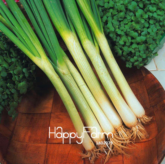 White Lisbon Spring Onion Seeds - Fresh Cooking Vegetable - Limited Time Big Sale!