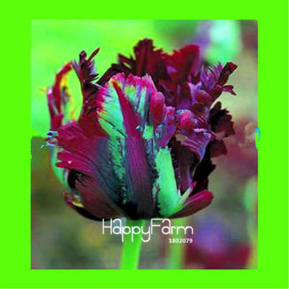 Dutch Tulip Flower Seeds - Potted Bonsai for Home & Garden Planting