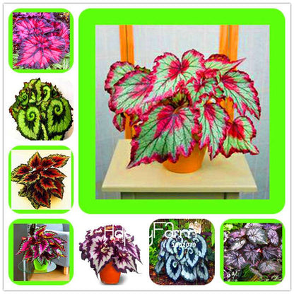 Begonia Flower Seeds - Vibrant Potted Bonsai for Garden, Balcony & Courtyard | Fast-Growing Coleus Seeds