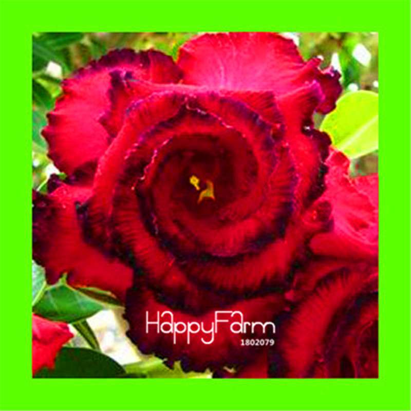 Desert Rose Seeds - Stunning Bonsai Flower for Garden, Balcony & Pots