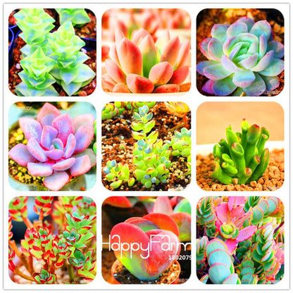 Rare Succulents Seeds - 99 Varieties, Lithops & Bonsai Plants for Office & Home