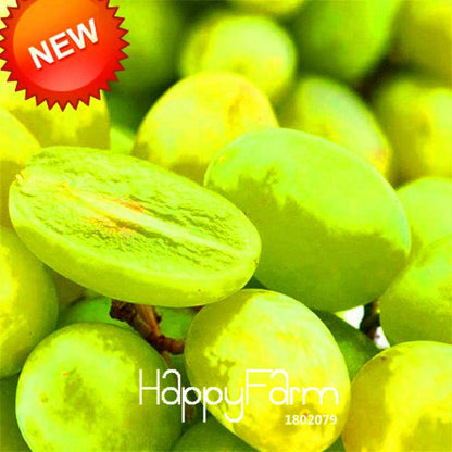 Green Grape Seeds - Super Sweet Natural Fruit Seeds for Home Gardening & Planting