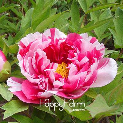 Black Purple Peony Seeds - Exotic Potted Bonsai Plant for Home Garden, Easy to Grow Flower Seeds