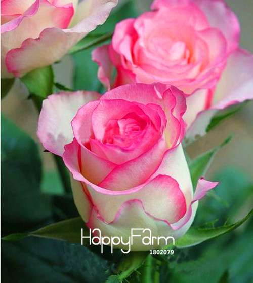 Rare White Red Edge Rose Seeds - for Balcony, Indoor & Garden Planting | Fresh Potted Flower Seeds