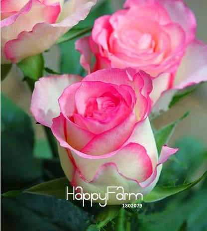 Rare White Red Edge Rose Seeds - for Balcony, Indoor & Garden Planting | Fresh Potted Flower Seeds