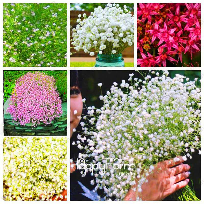 Gypsophila Seeds - Fragrant Bonsai Flowers for Home Garden Planting