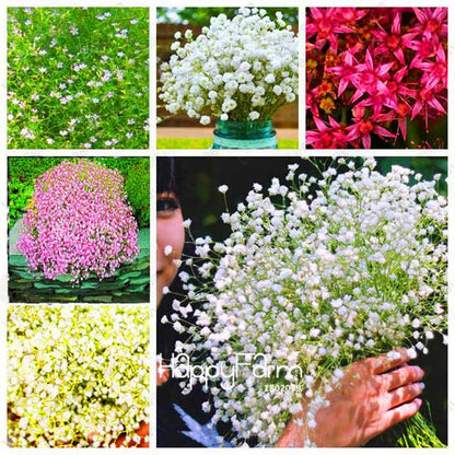 Gypsophila Seeds - Fragrant Bonsai Flowers for Home Garden Planting