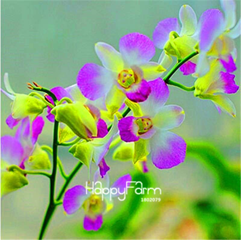 Phalaenopsis Orchid Seeds - Premium Bonsai Flower Seeds for Home & Indoor Garden Planting