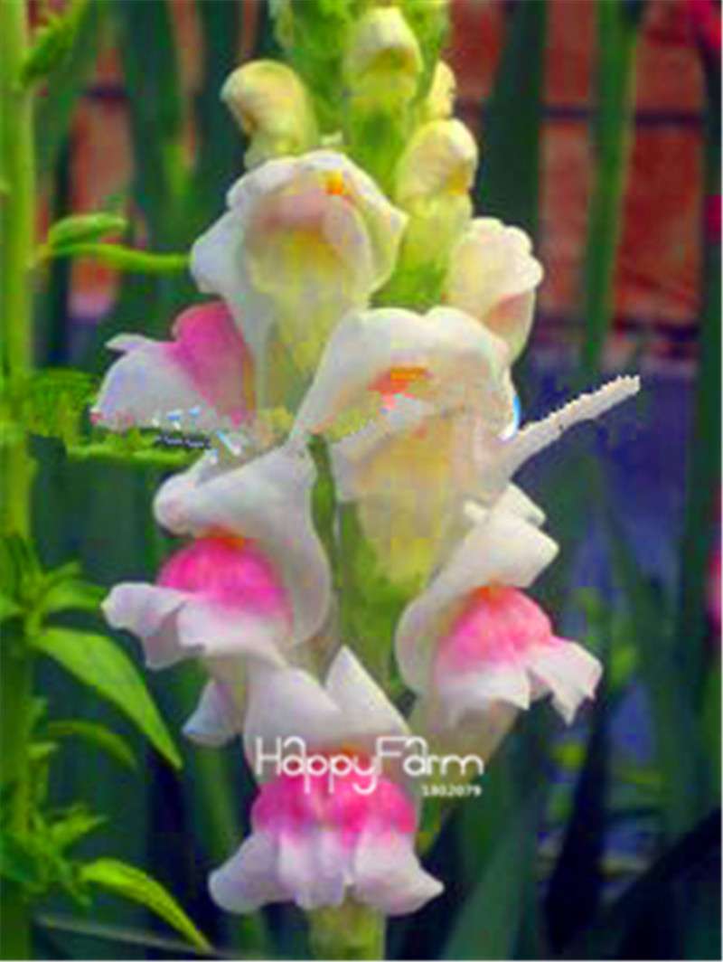 Rare Black Rose Snapdragon Seeds - Exotic Death Flower Plant for Garden