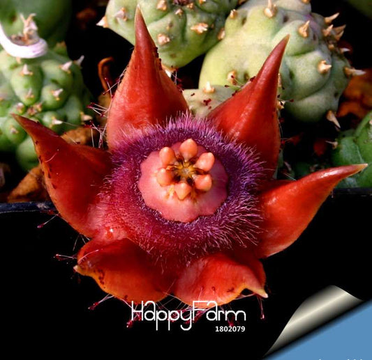 Succulent Seeds Mix - Rare Cactus, Stone Plants & Potted Flowers for Home Garden - High Germination Rate