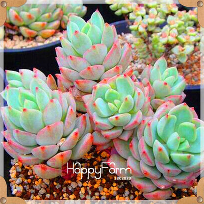 99 Varieties Lithops Seeds - Succulent & Bonsai Plants for Office, Home Garden - Easy to Grow